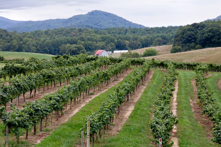 Be sure your Texas winery is insured and protected